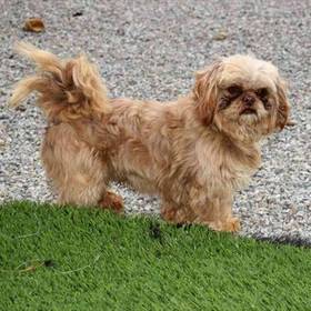 Shih Tzu