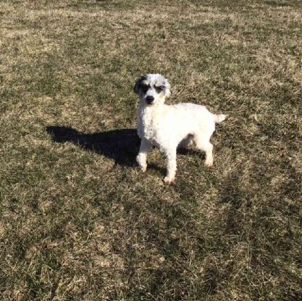 Female Doxiepoo Puppy for Sale in Millersburg, IN