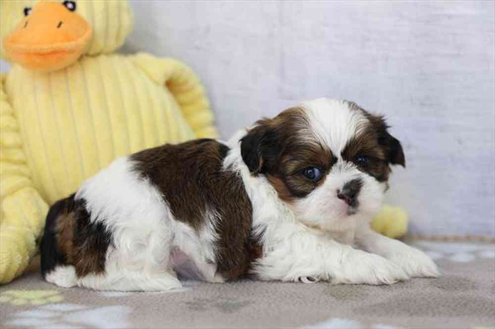 carousel pet images