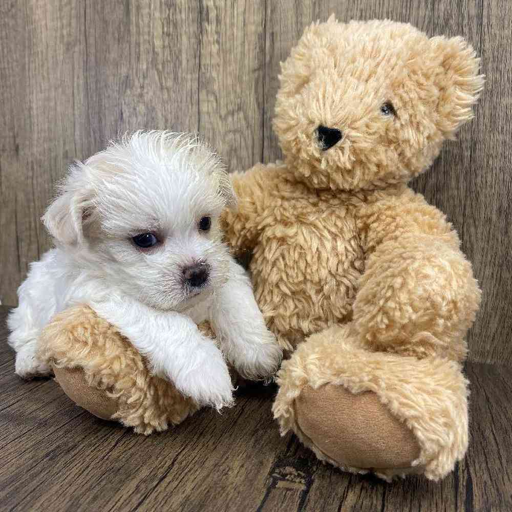 Male Shichon Puppy for Sale in Millersburg, IN