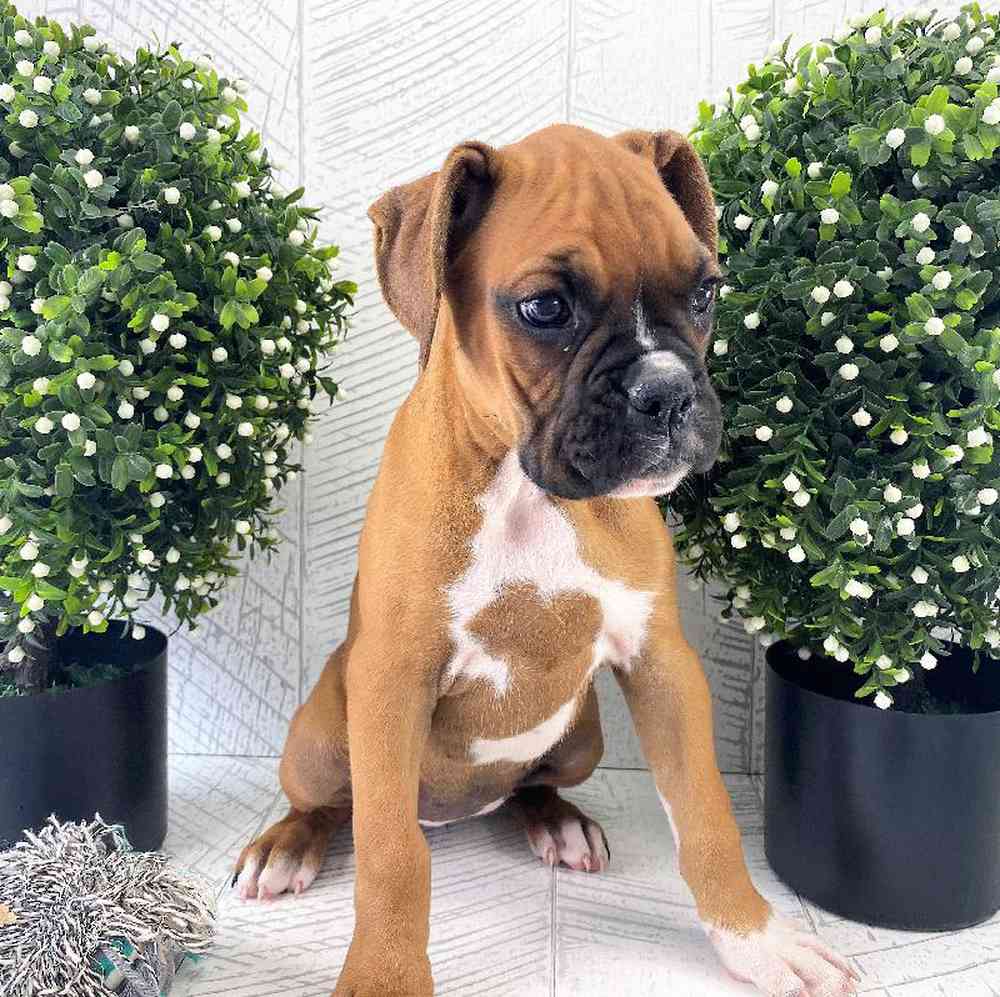 carousel pet images