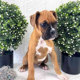 Boxer