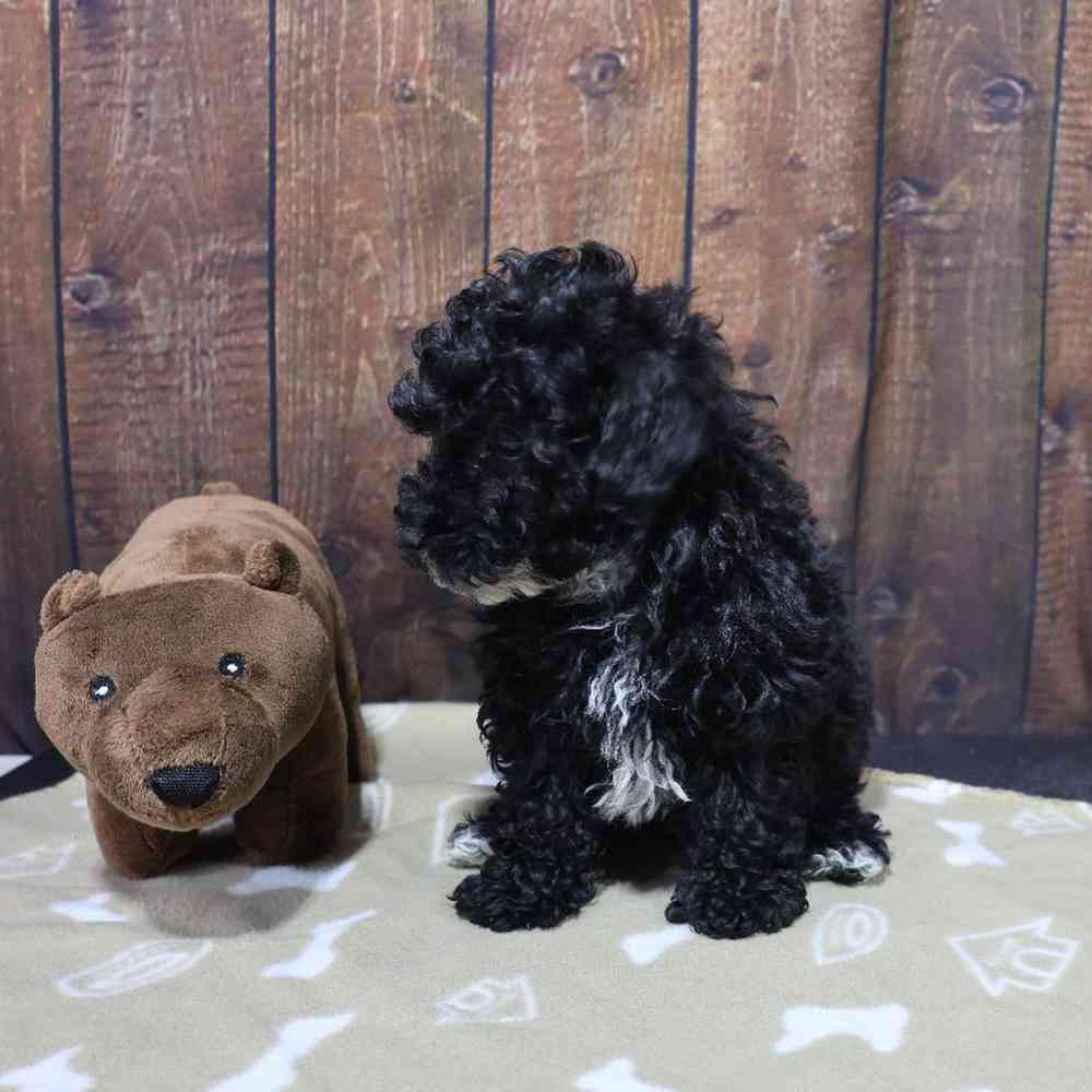 Male Mini Poodle Puppy for Sale in Millersburg, IN