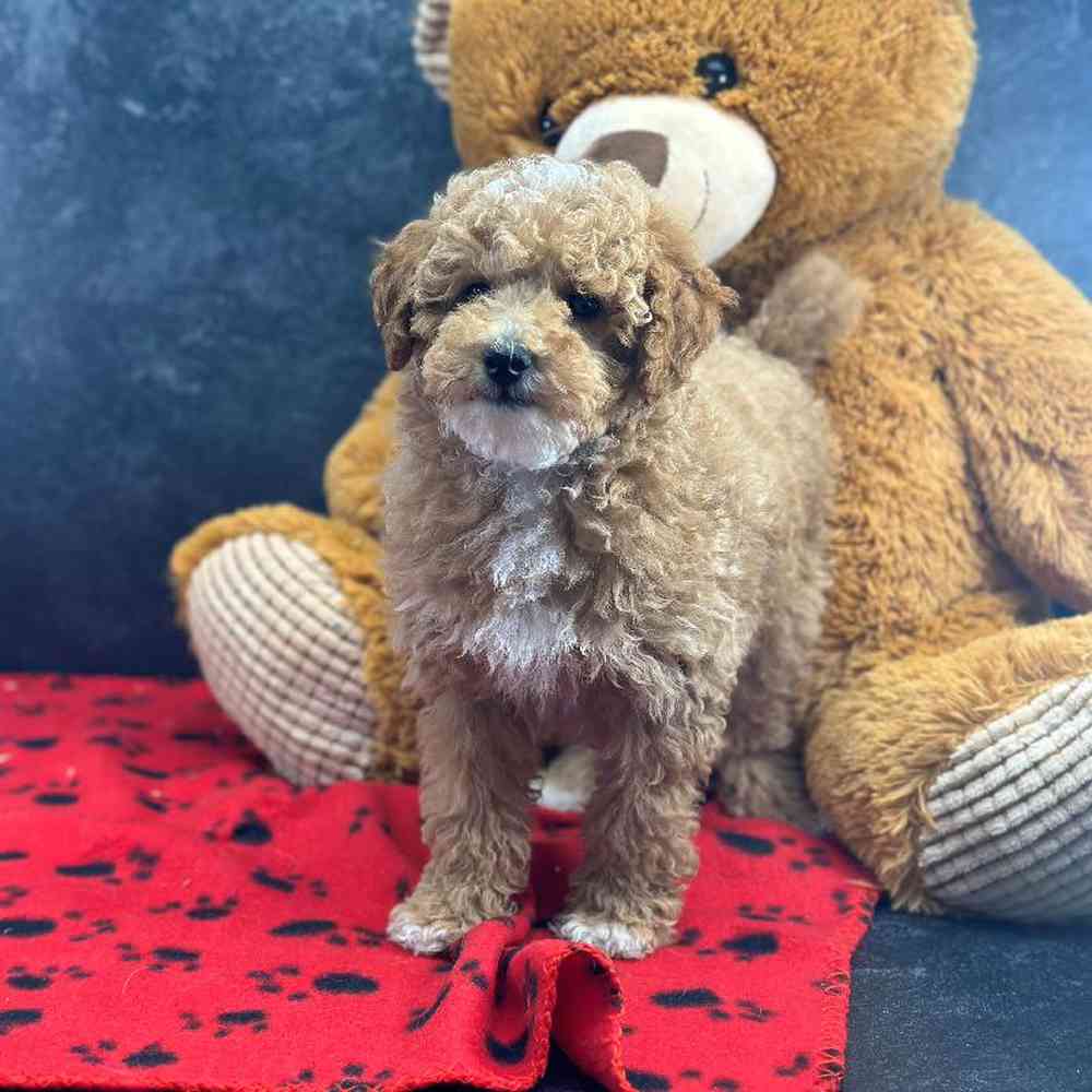 carousel pet images