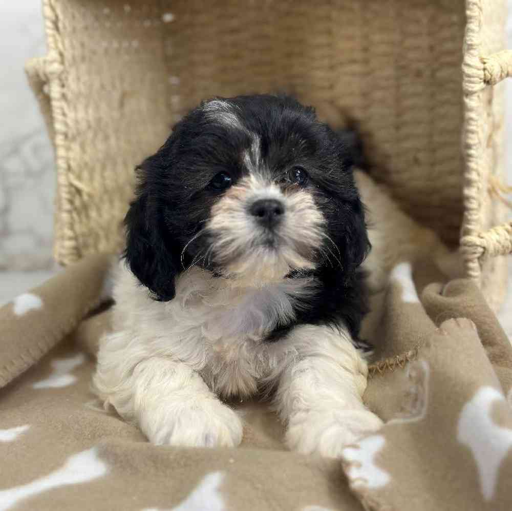 carousel pet images