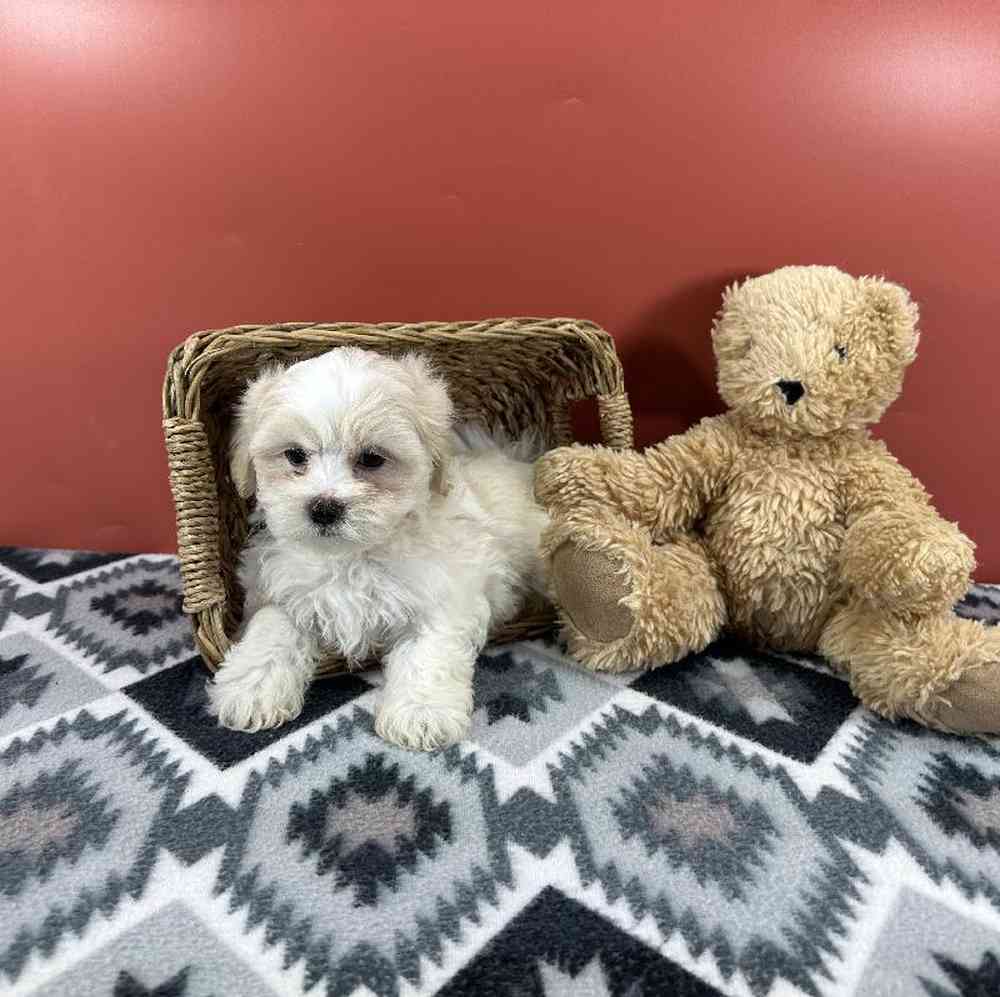 Female Malshi Puppy for Sale in Millersburg, IN