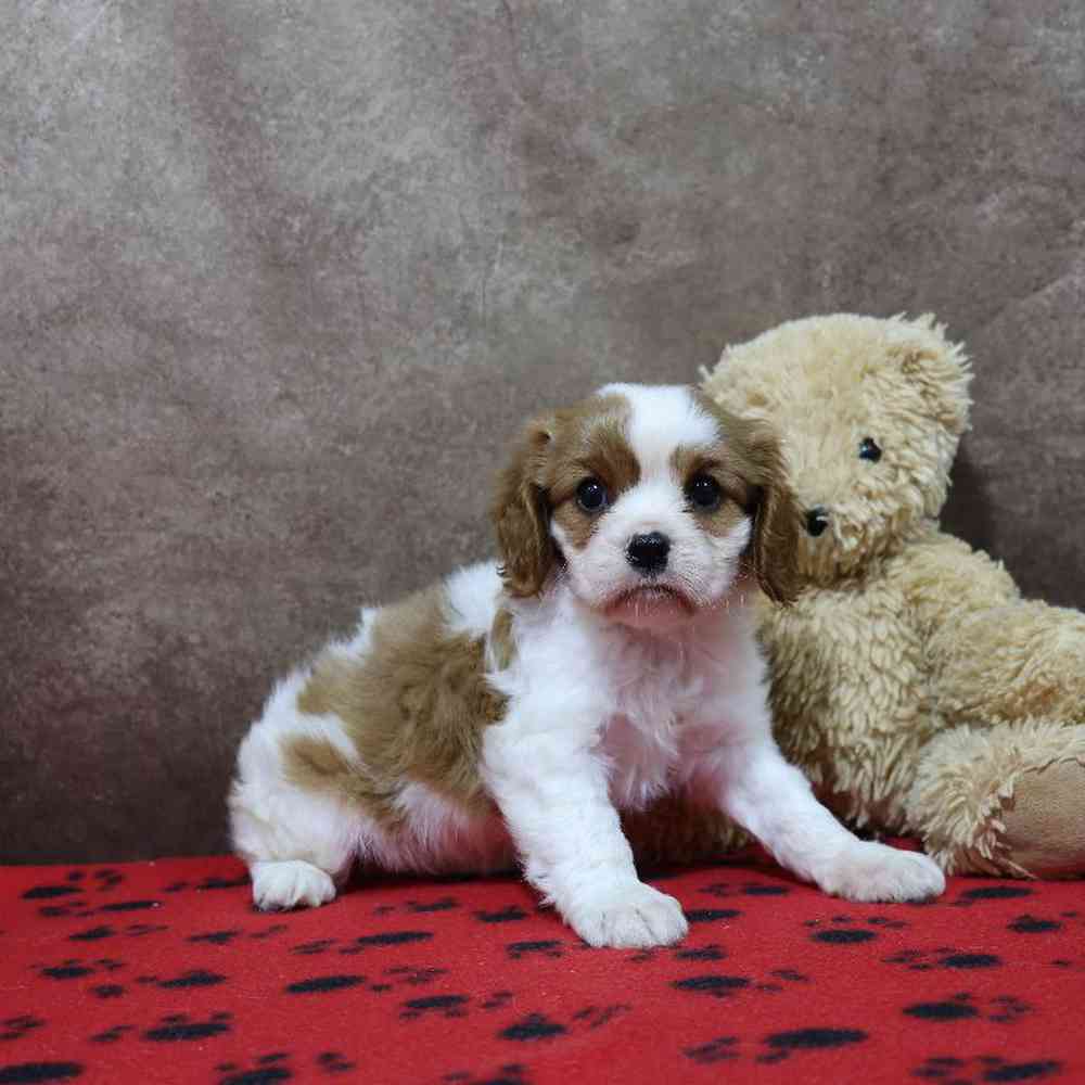 carousel pet images