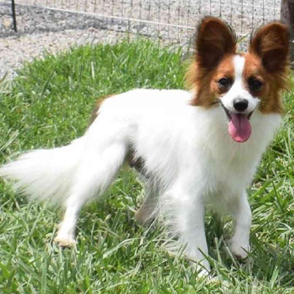 carousel pet images