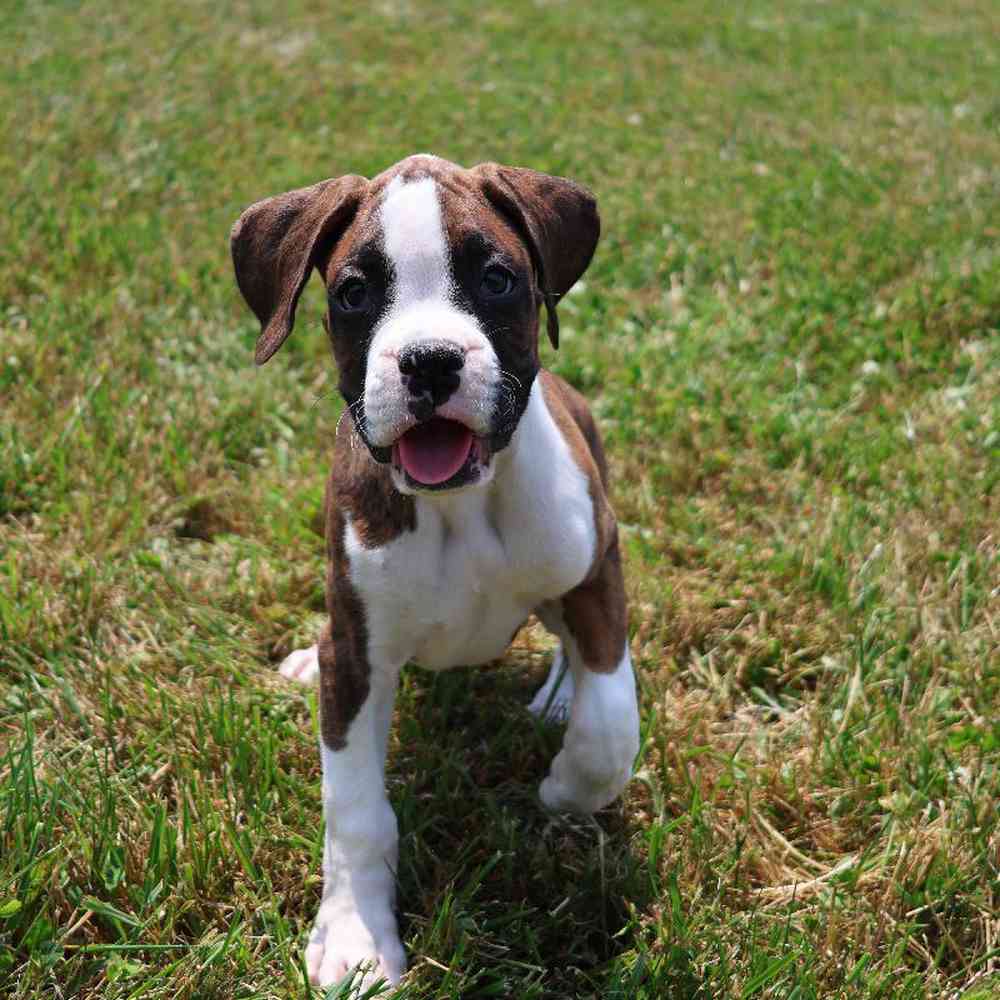 Male Boxer Puppy for Sale in Millersburg, IN