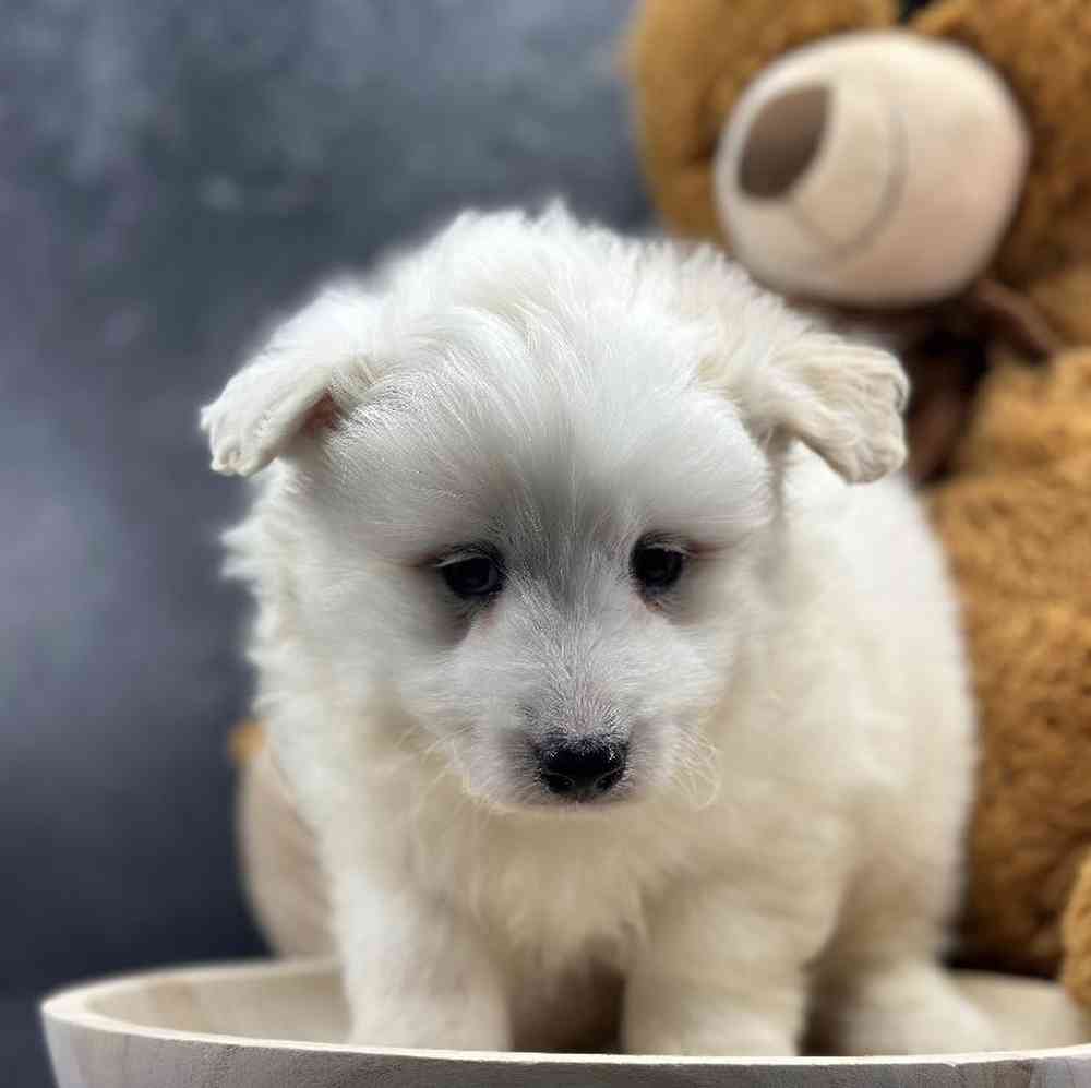 Male Sammypoo Puppy for Sale in Millersburg, IN