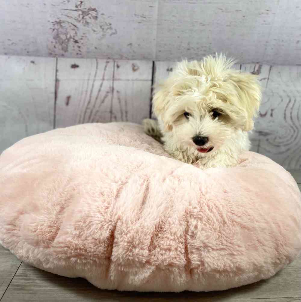 carousel pet images