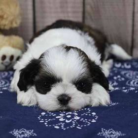 Shih Tzu