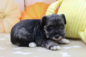 Mini Schnauzer