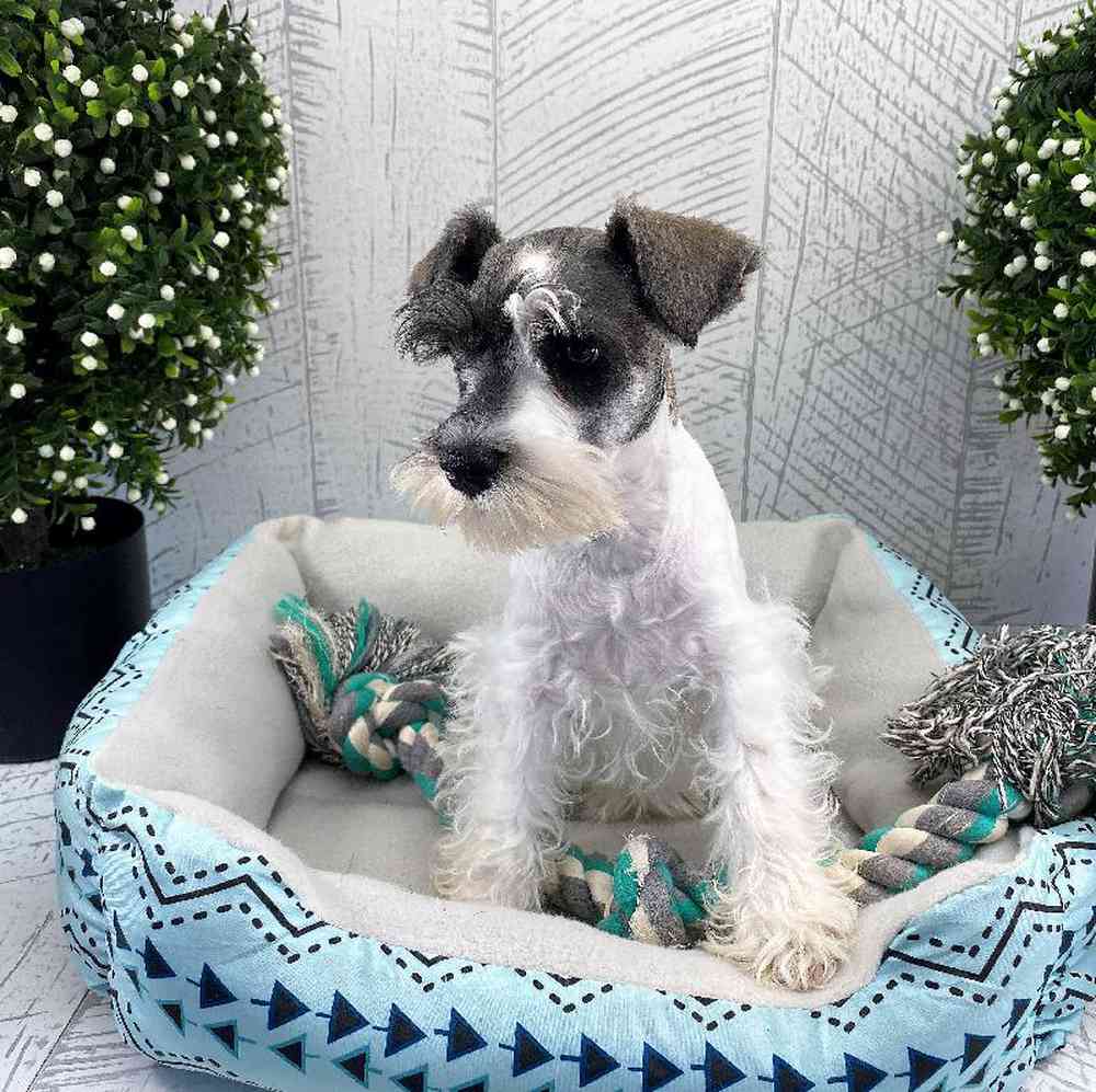 carousel pet images