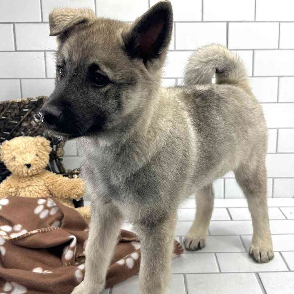 Male Norwegian Elkhound Puppy for Sale in Millersburg, IN