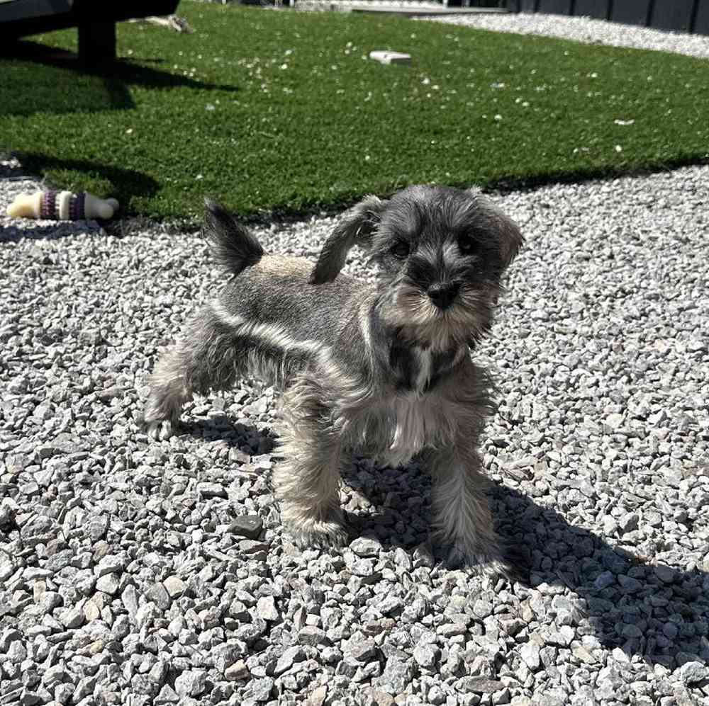 Female Mini Schnauzer Puppy for Sale in Millersburg, IN
