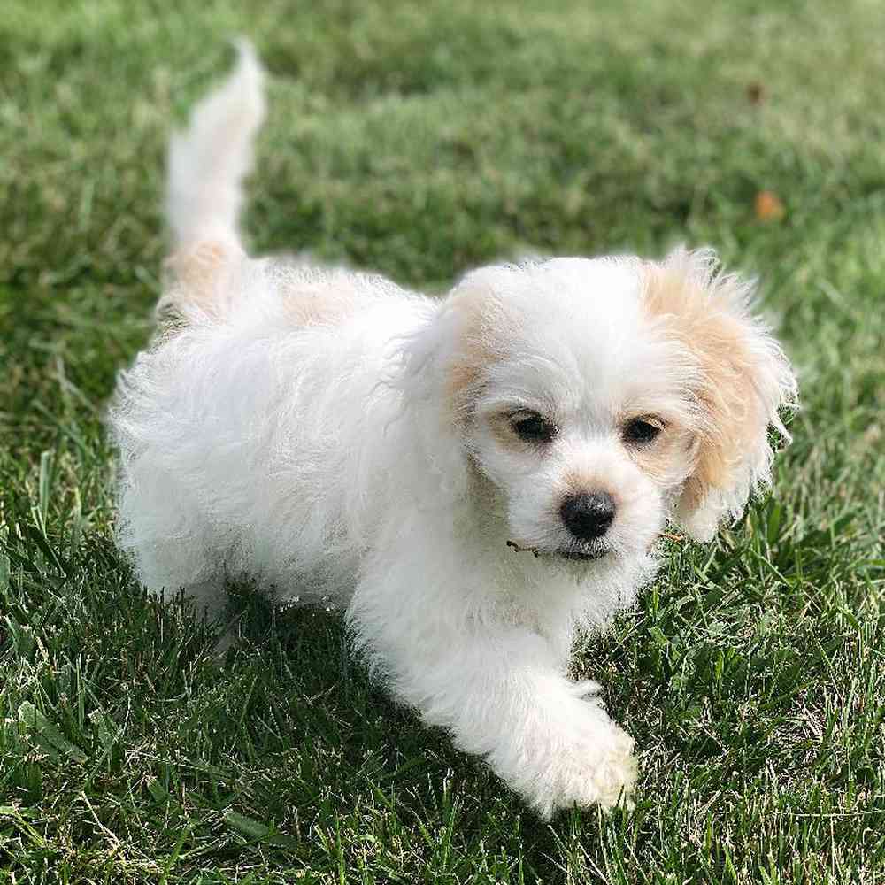 carousel pet images