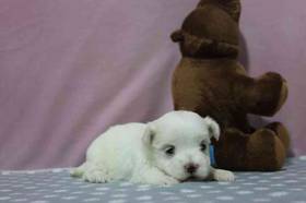 Maltese