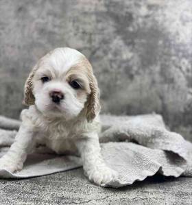 Cocker Spaniel