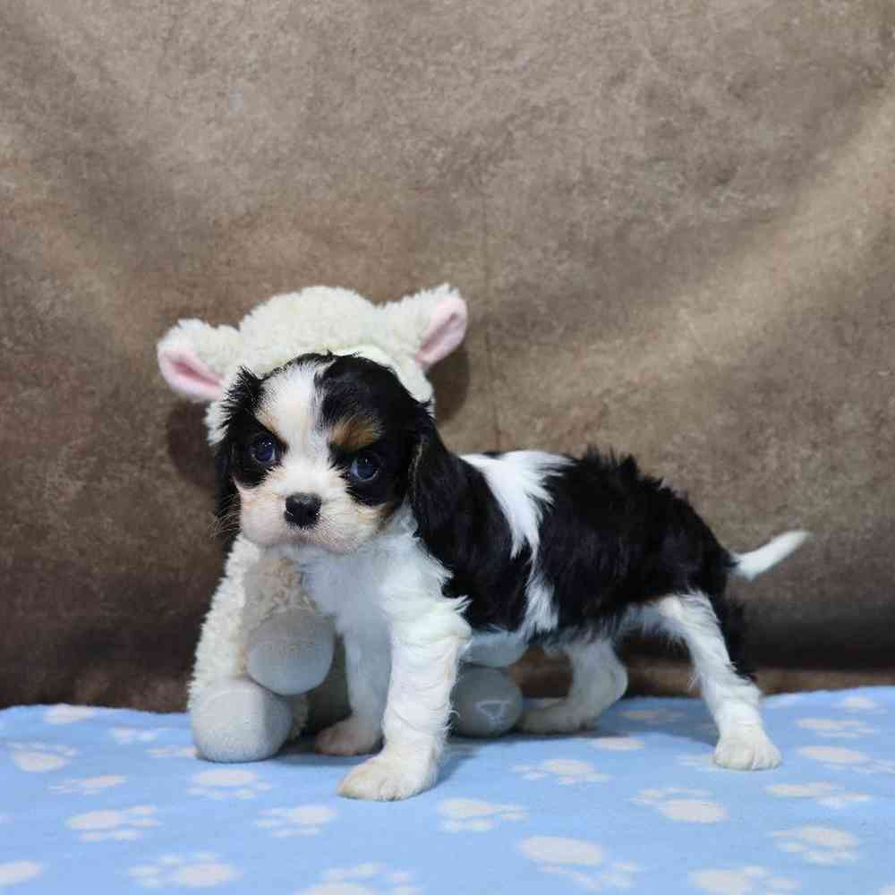 carousel pet images