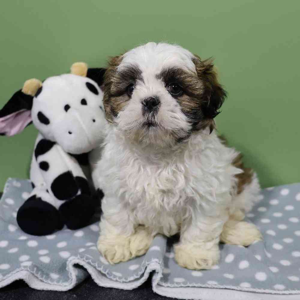 Male Shih Tzu Puppy for Sale in Millersburg, IN
