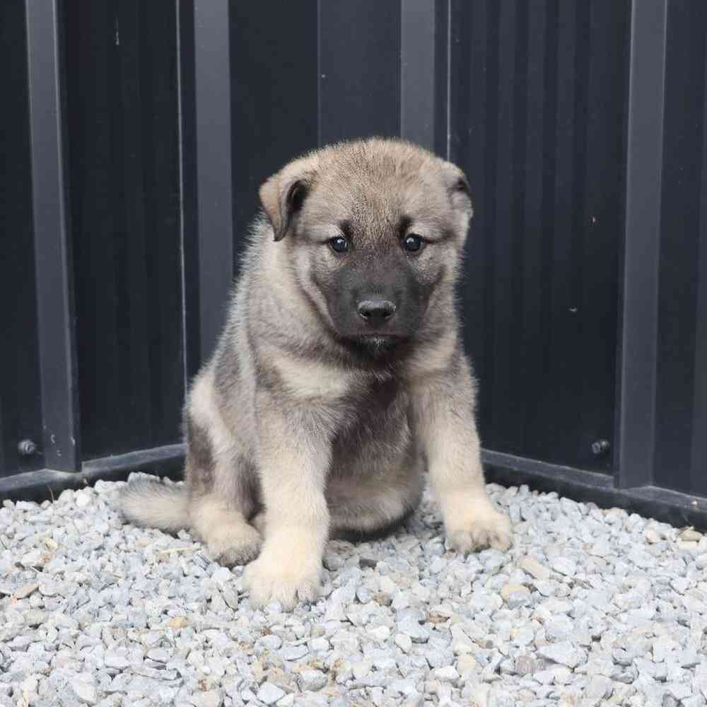 Male Norwegian Elkhound Puppy for Sale in Millersburg, IN