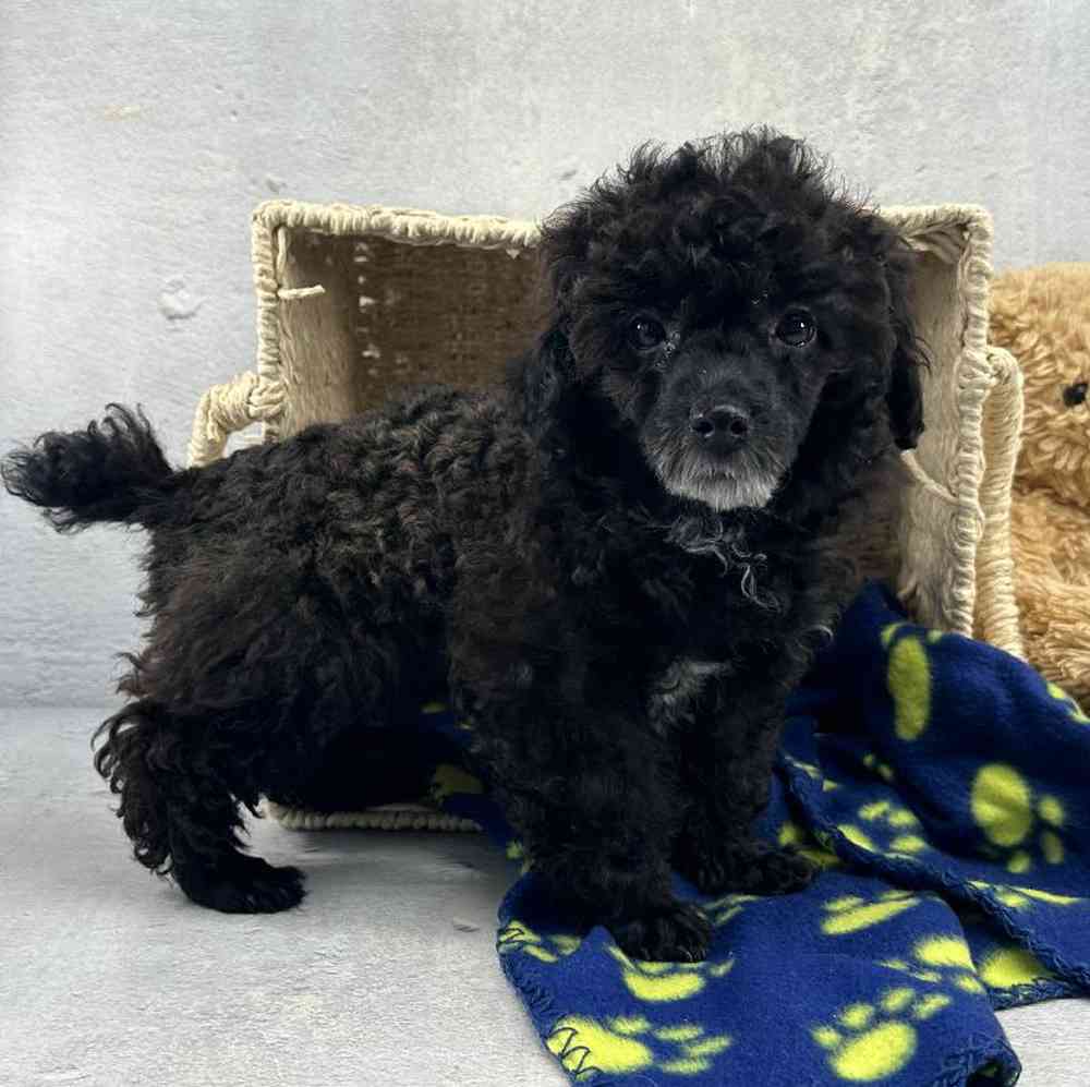 Male Mini Poodle Puppy for Sale in Millersburg, IN