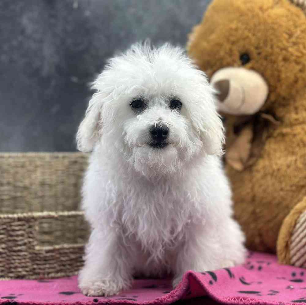 carousel pet images