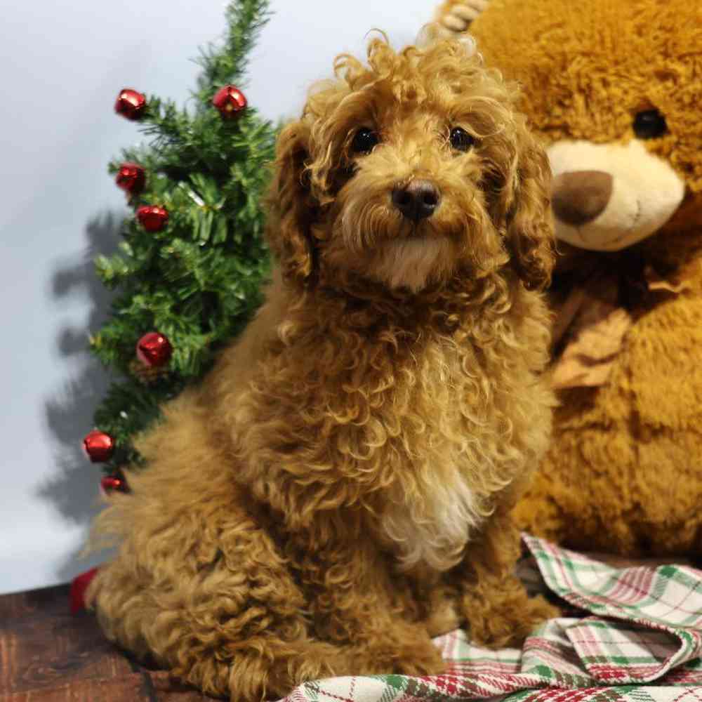 carousel pet images