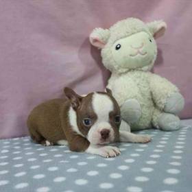 Boston Terrier