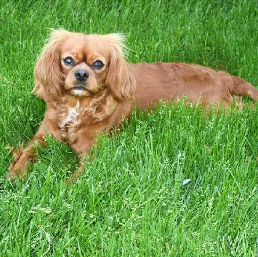 carousel pet images
