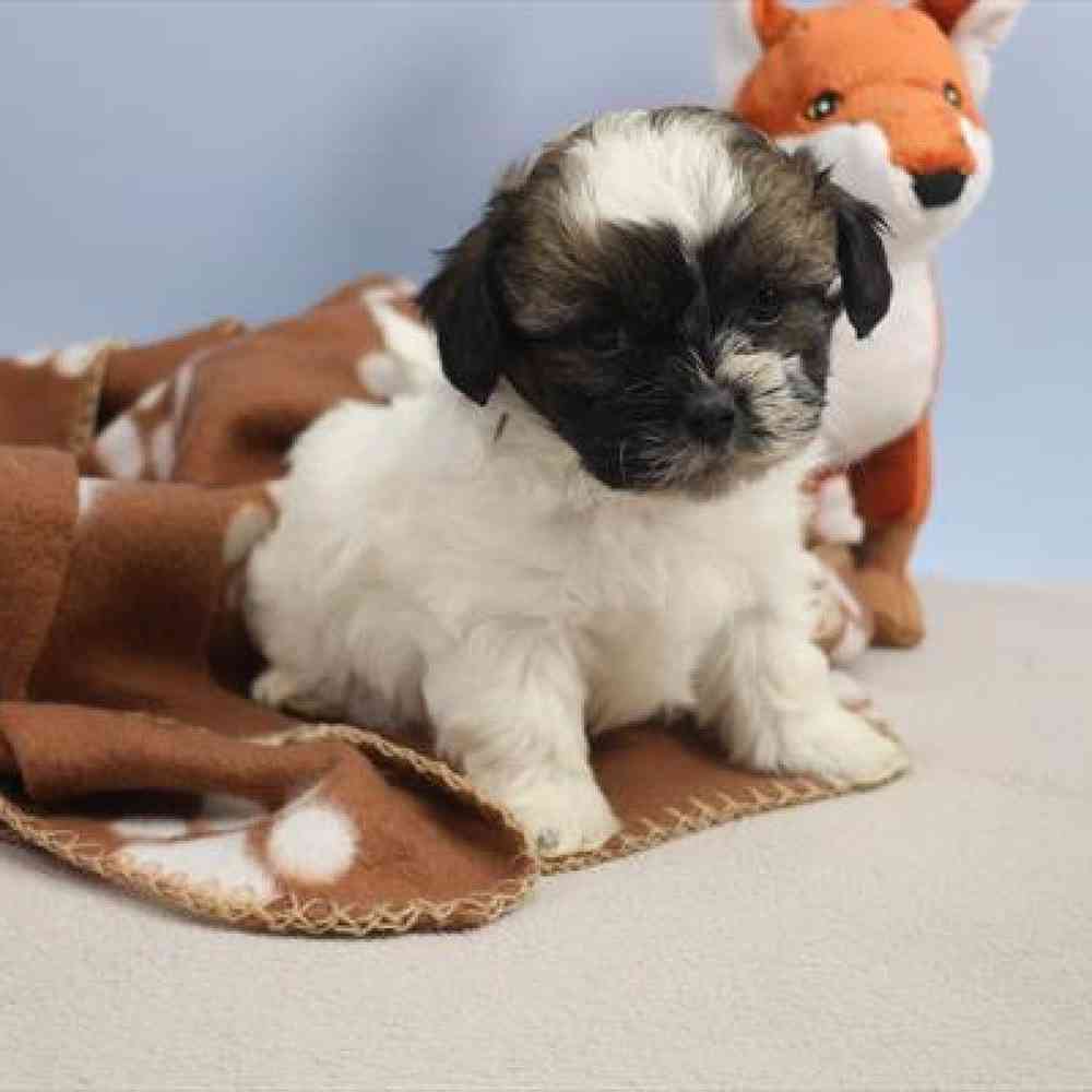 carousel pet images
