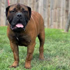Bullmastiff