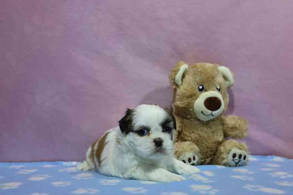 carousel pet images