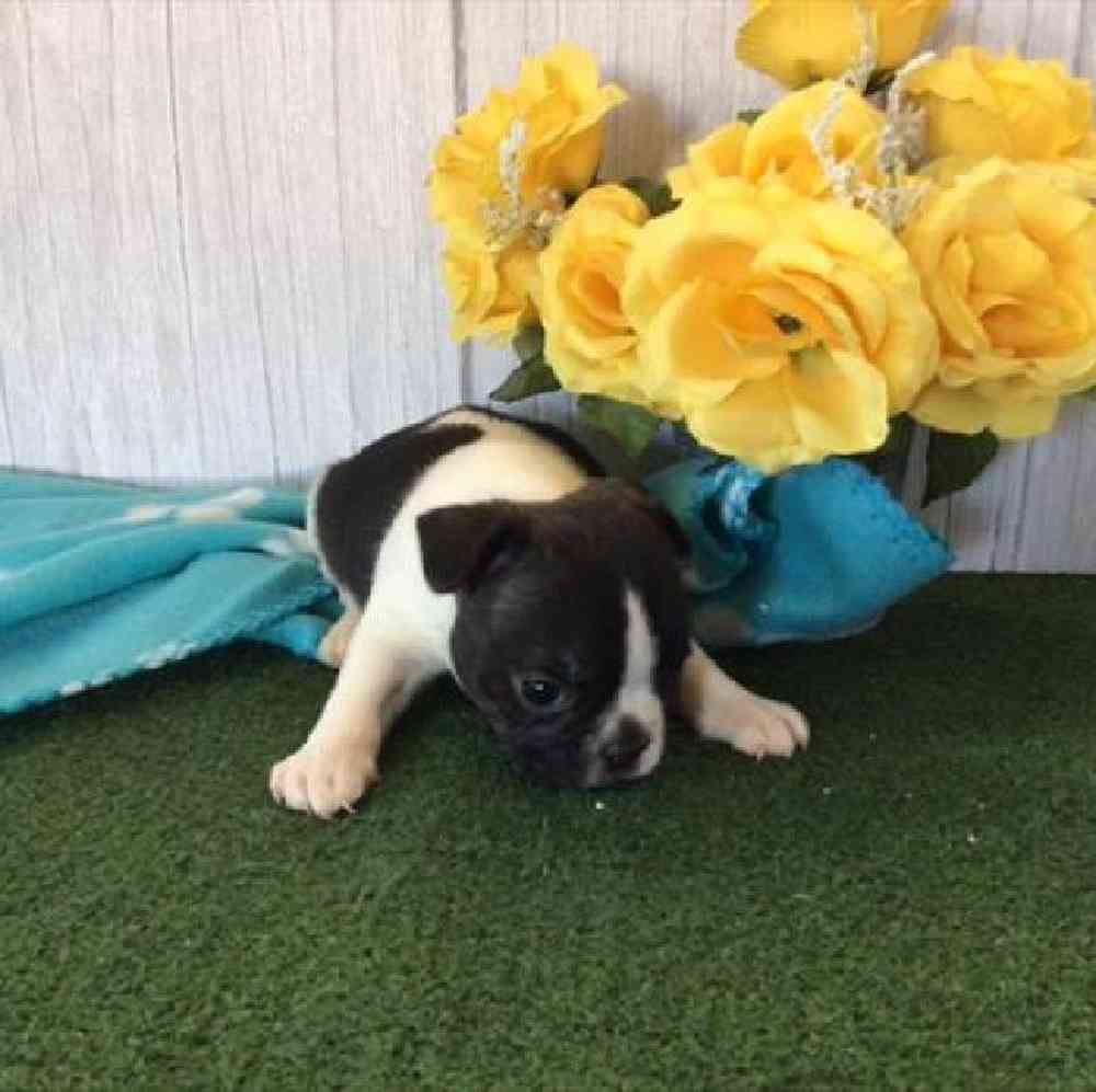 carousel pet images