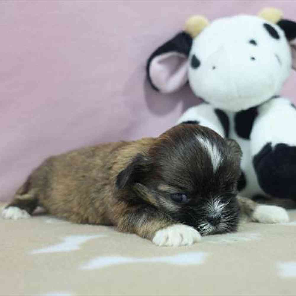 carousel pet images