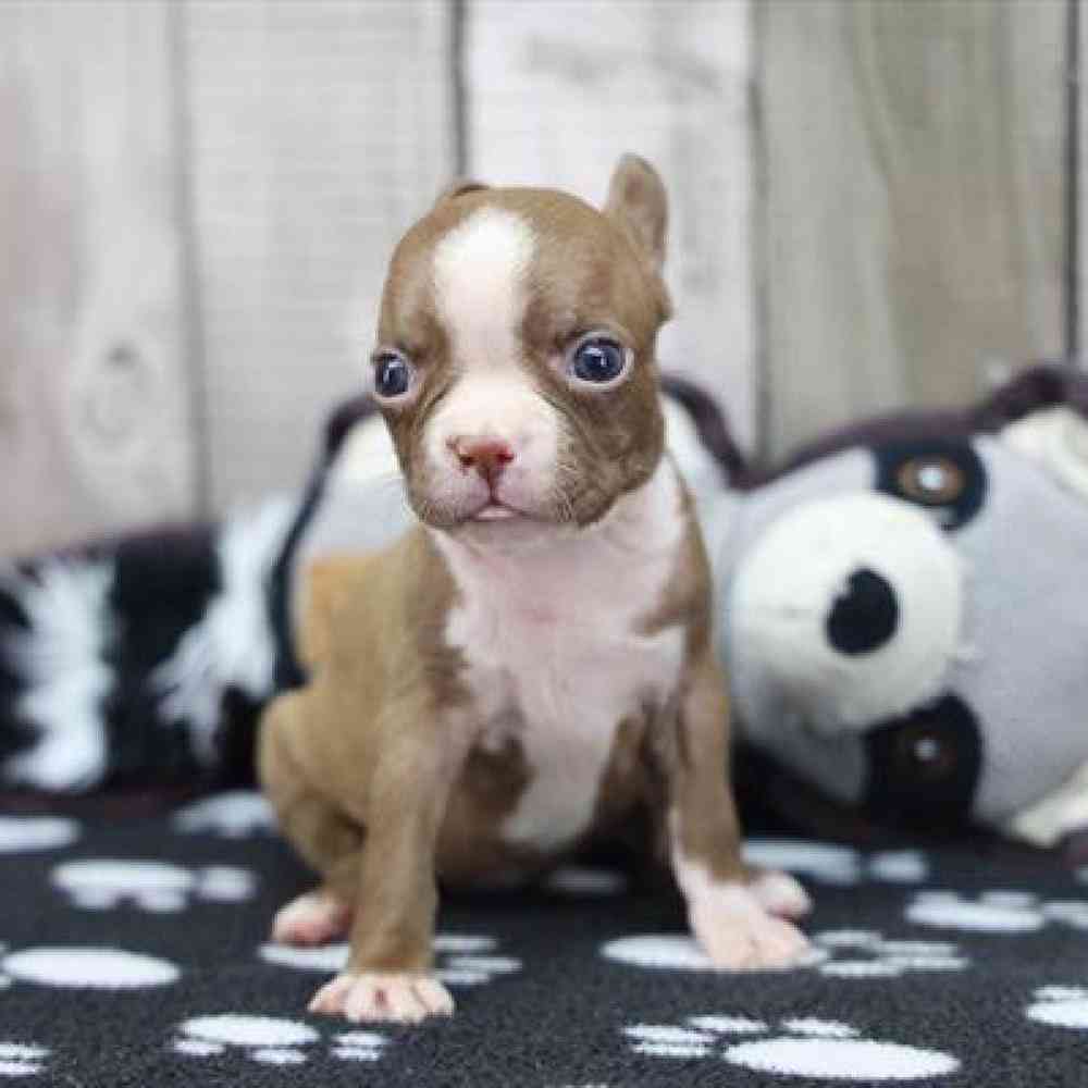 pet-img