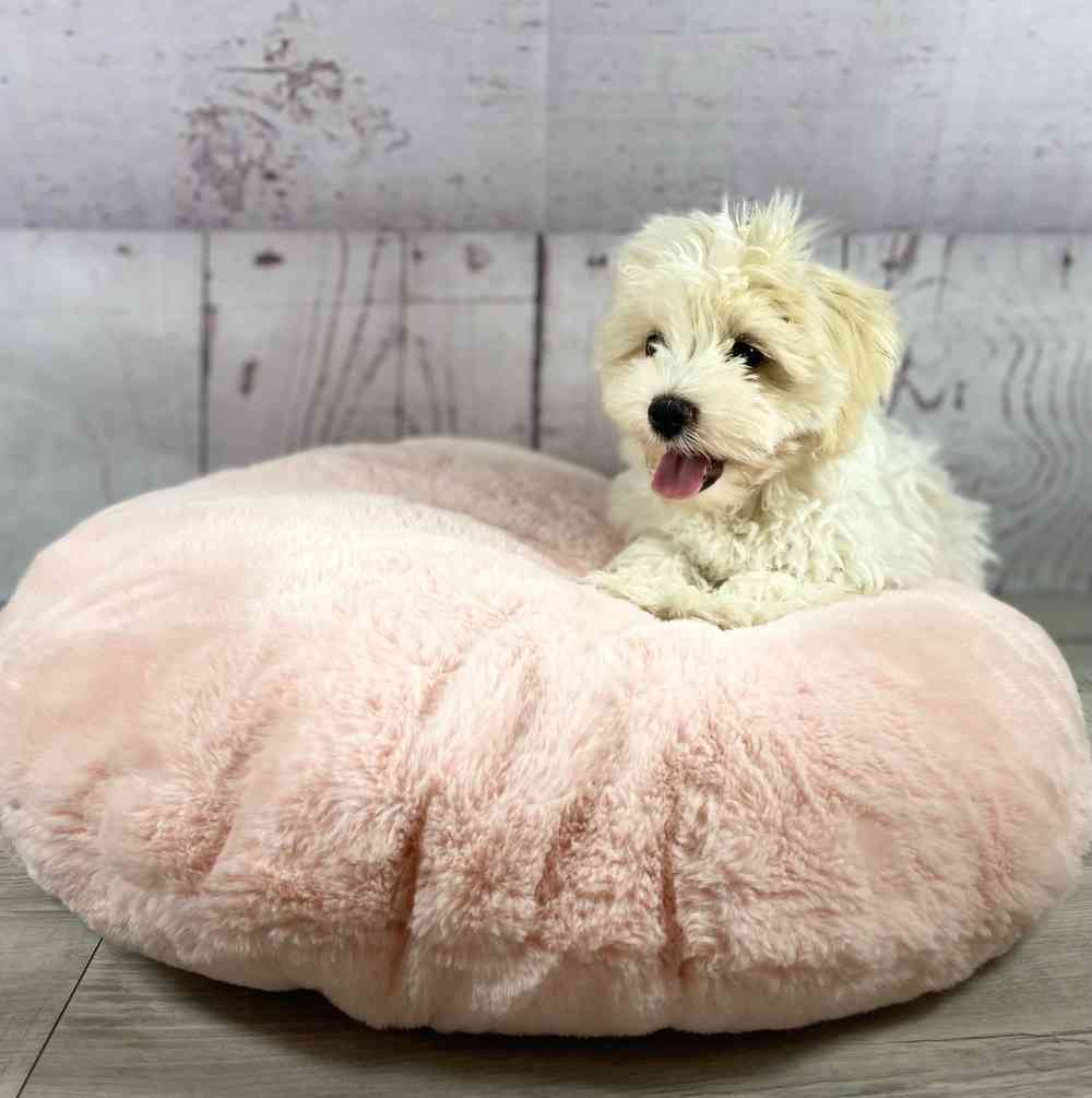 carousel pet images