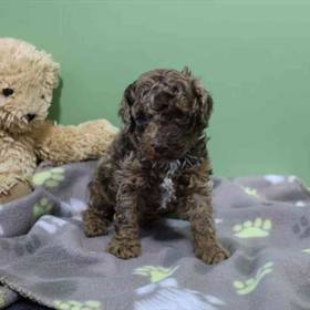 Mini Poodle