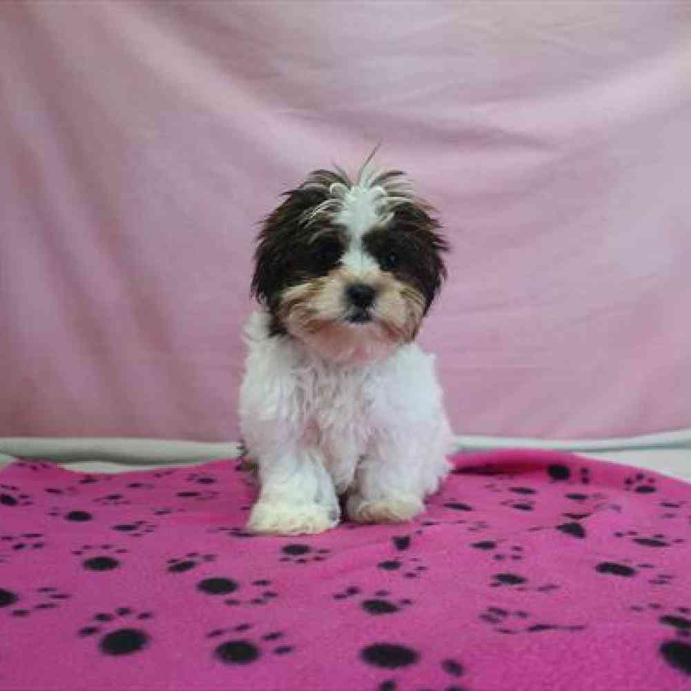carousel pet images