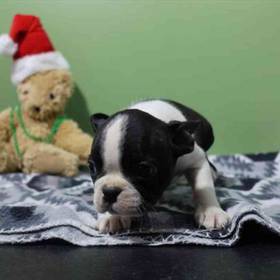 Boston Terrier