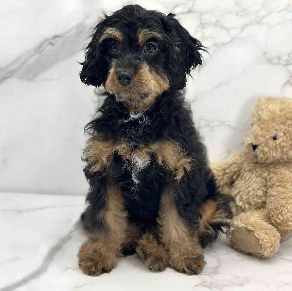 Female Cavapoo Puppy for Sale in Millersburg, IN