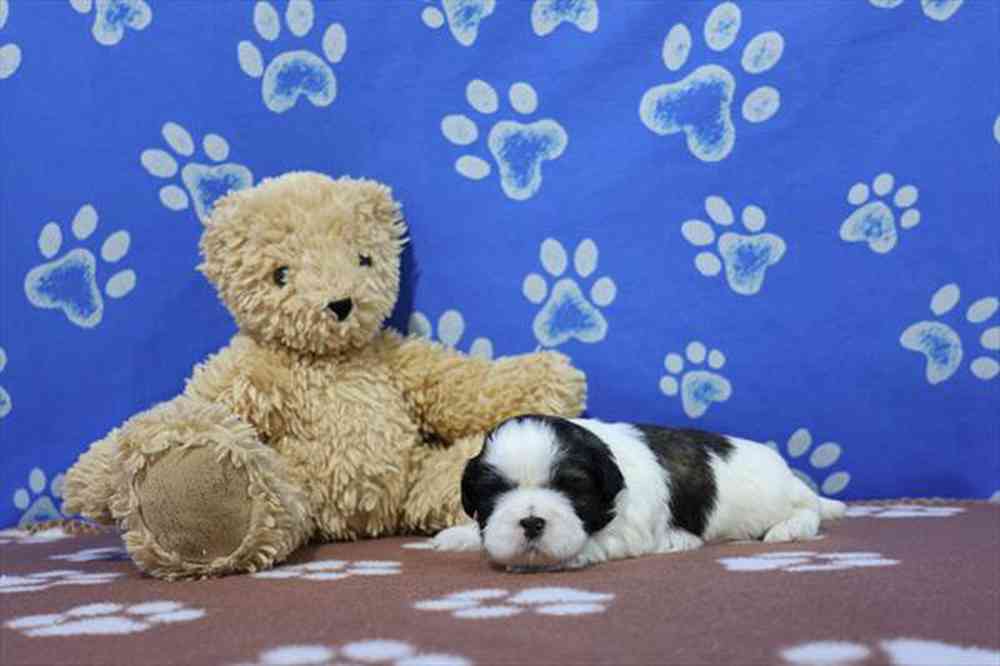 carousel pet images