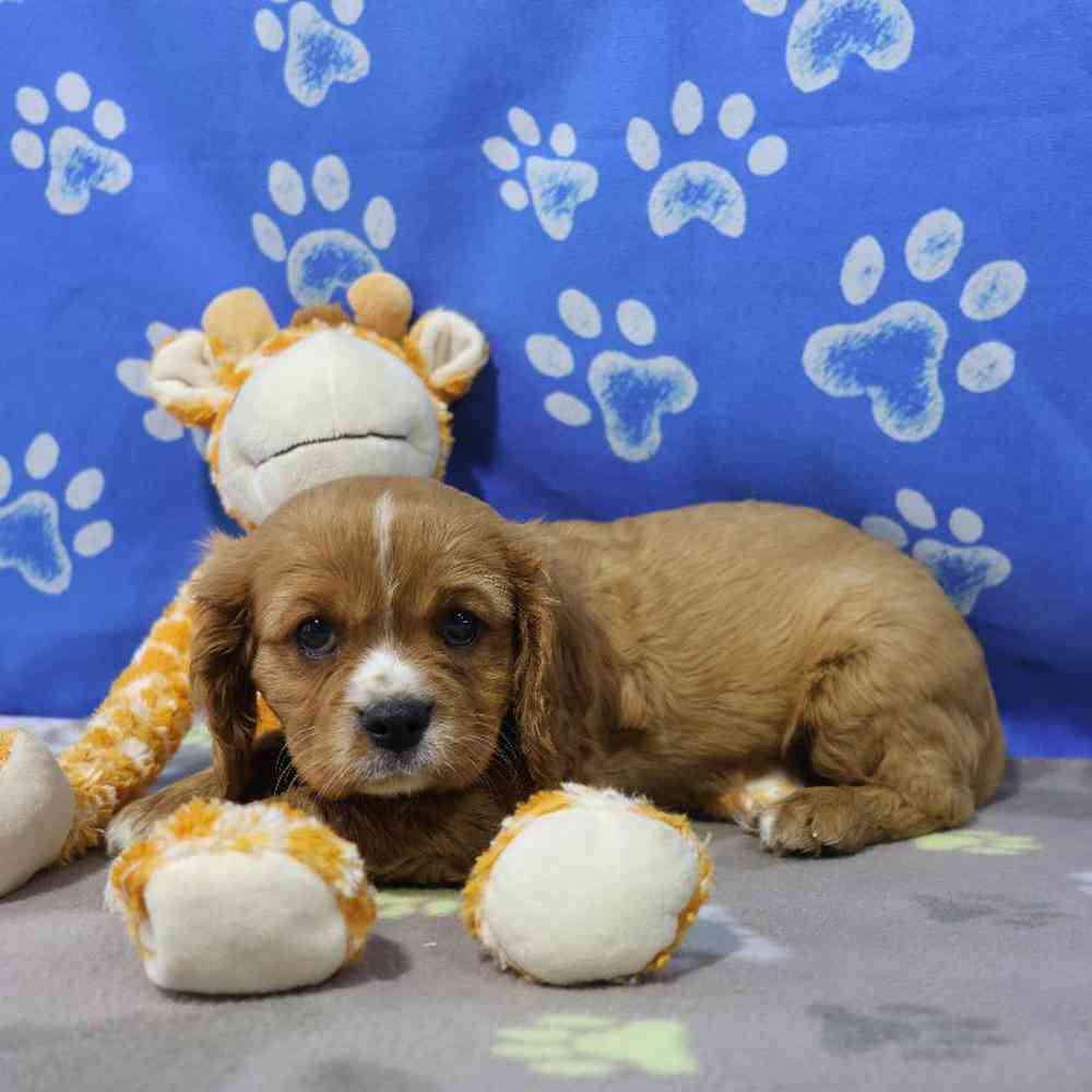 carousel pet images