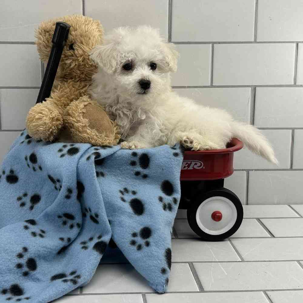 Male Bichon Puppy for Sale in Millersburg, IN