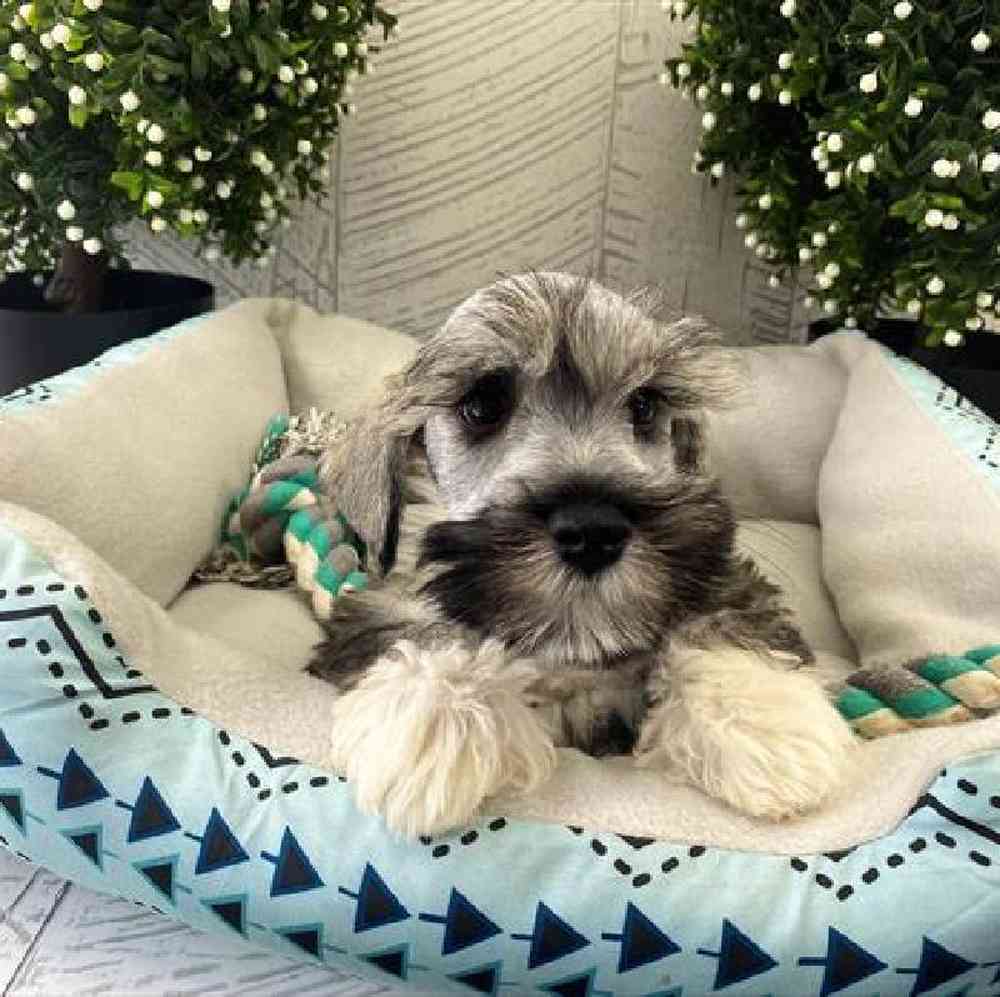 carousel pet images