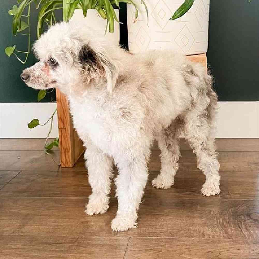 carousel pet images
