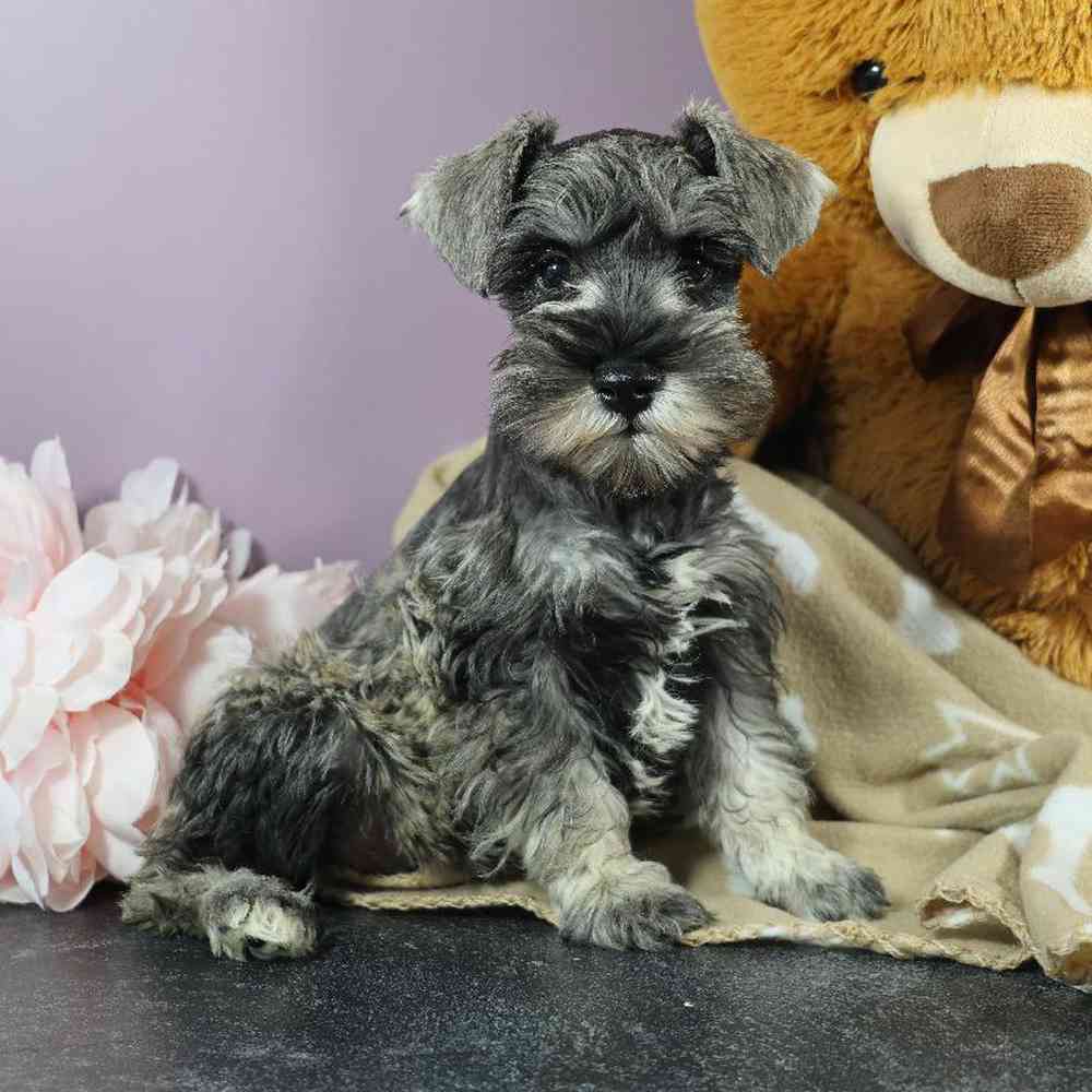 carousel pet images