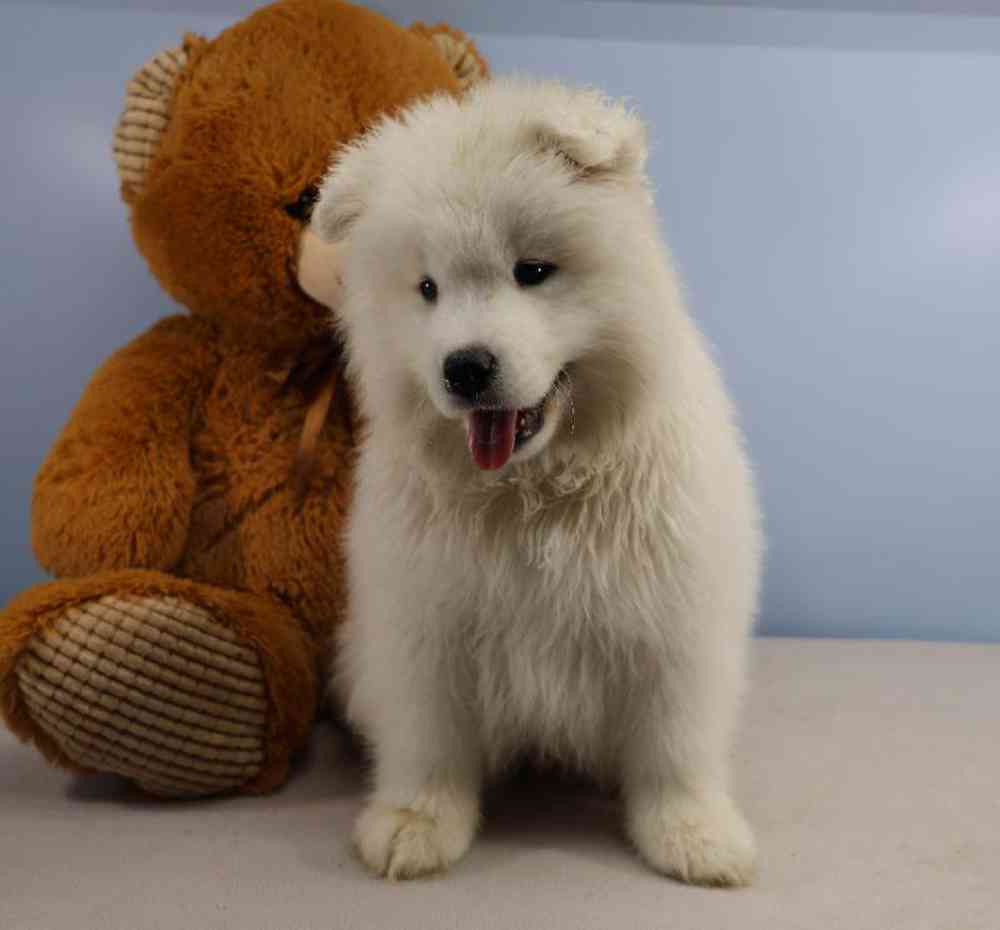 carousel pet images