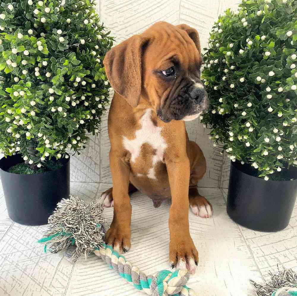 carousel pet images